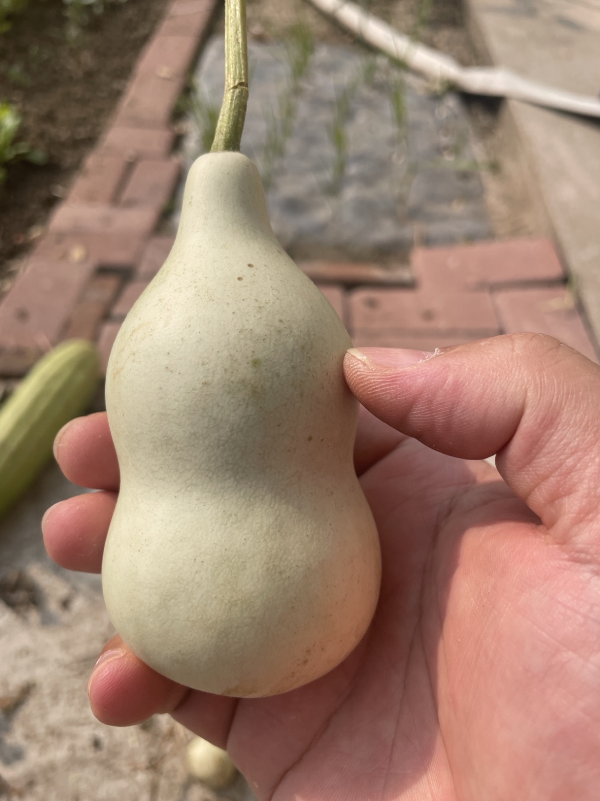 挑中的那个:品相匀称,皮色干净
